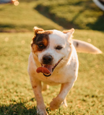 hotel cachorro em uberlandia